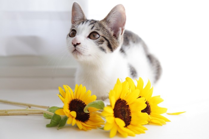 猫と向日葵