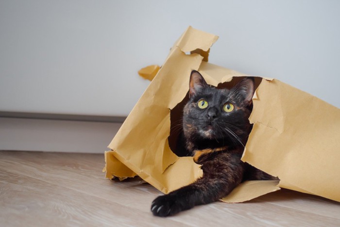 破れた紙袋で遊ぶ猫