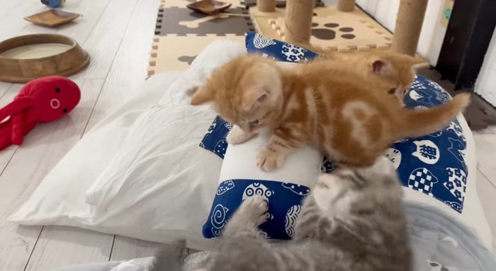 枕で遊ぶ猫