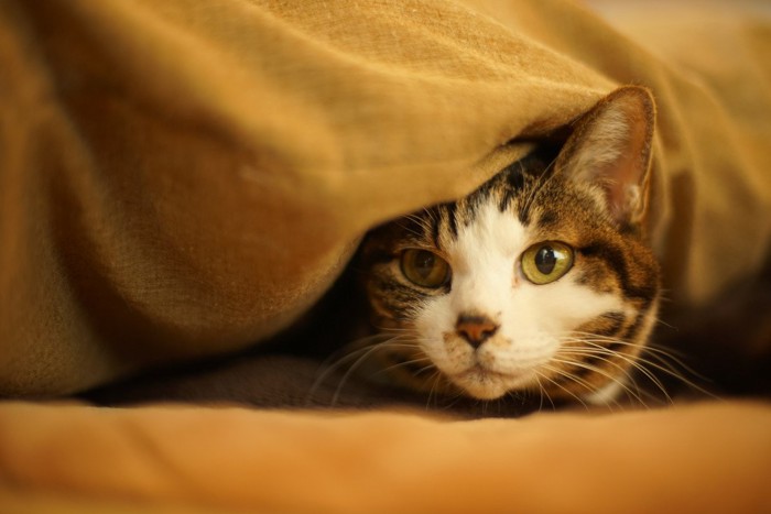 布団の中に潜る猫