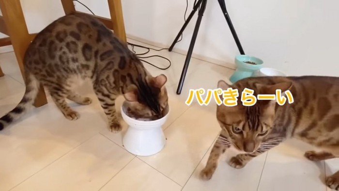ごはんを食べる猫と振り向く猫