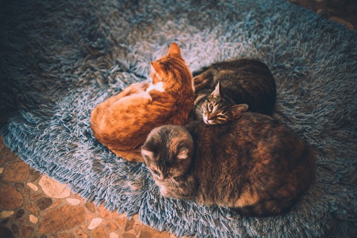 一緒に寝る3匹の猫