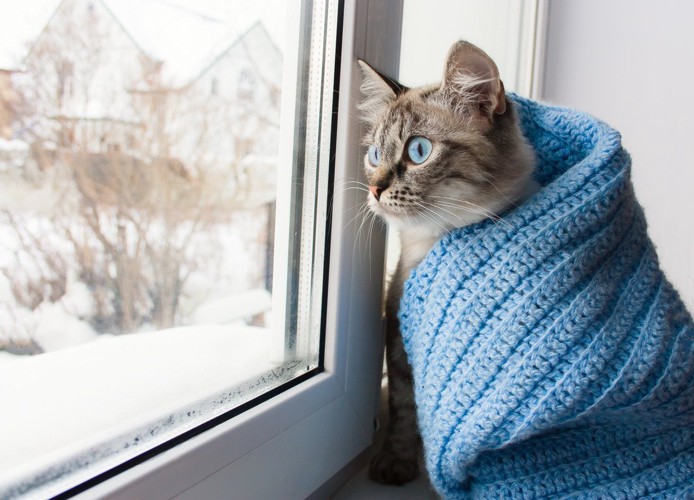 青い毛布にくるまれて窓から雪景色を見つめる猫