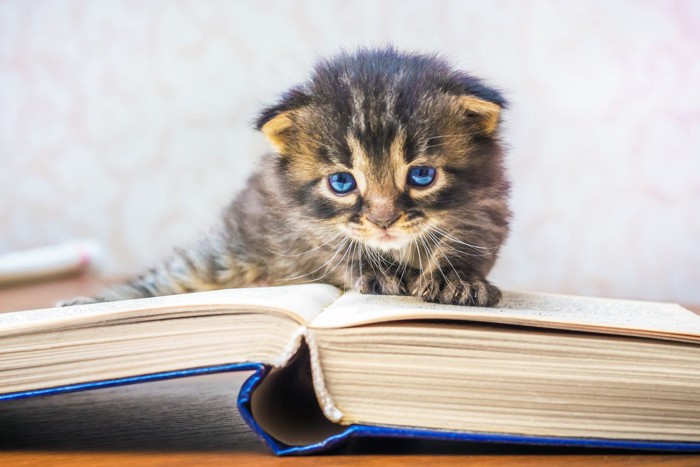 本の上に乗る子猫