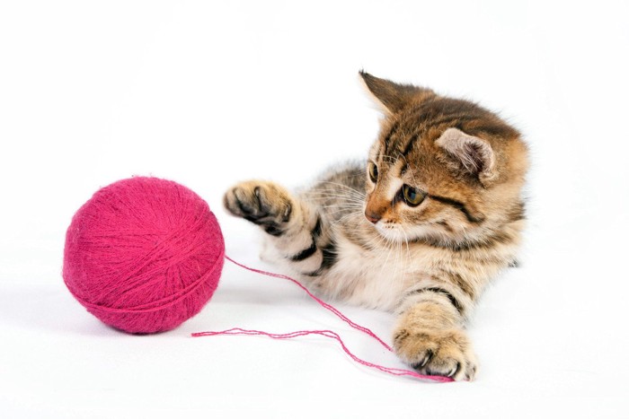 猫と毛糸のボール