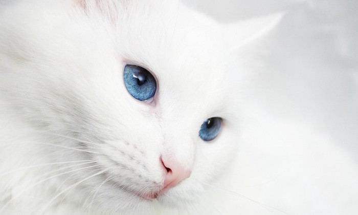青い瞳の白猫の顔アップ