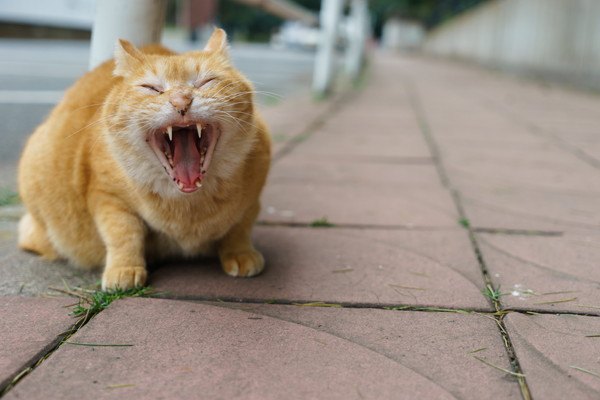 大きなあくびをする猫