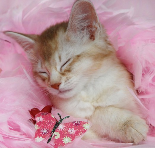 ピンクの羽毛にくるまれて眠っているソマリの子猫