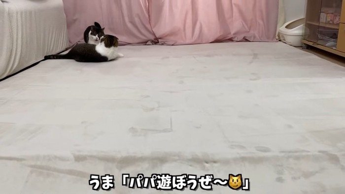 寝そべる猫と立つ猫