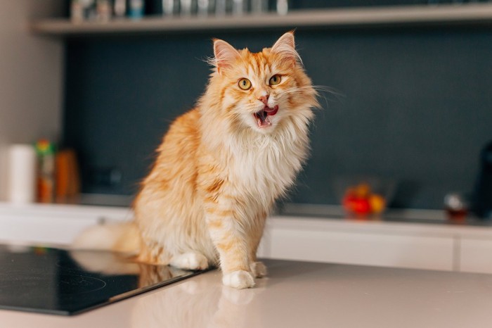 台所で舌なめずりしている猫