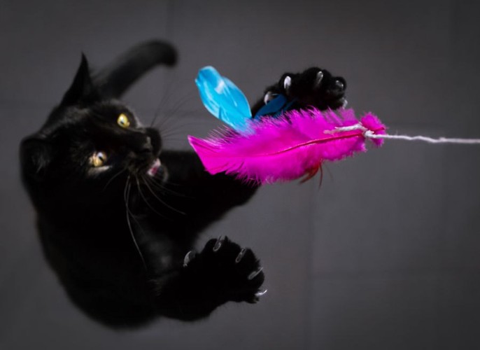 ジャンプしておもちゃを捕まえる猫