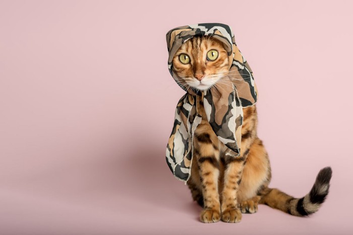 スカーフをまく猫