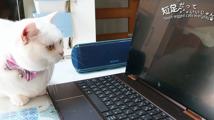 パソコンに映るものを見る猫