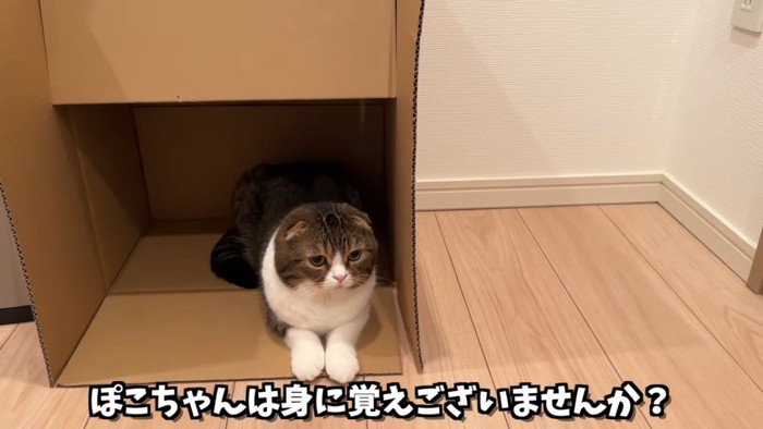 箱の中にいる猫