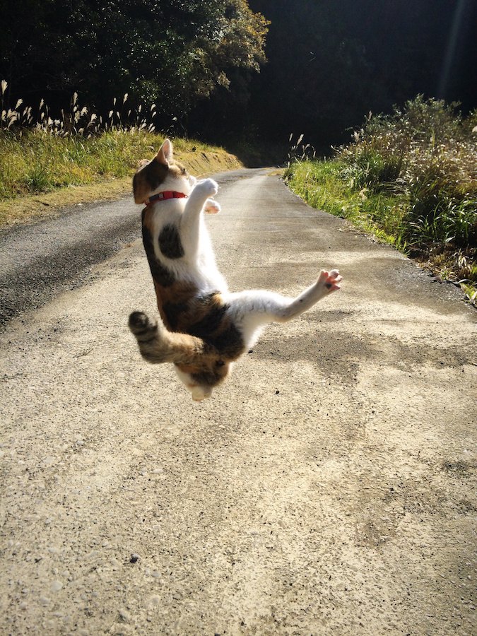 道路で大ジャンプする猫