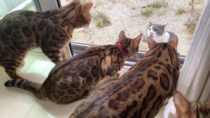 鳴いている外にいる猫と集まるベンガル