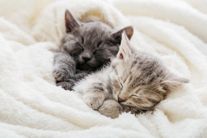 ふかふかのベッドで眠る2匹の猫