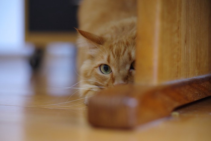 家具の陰で姿勢を低くする猫