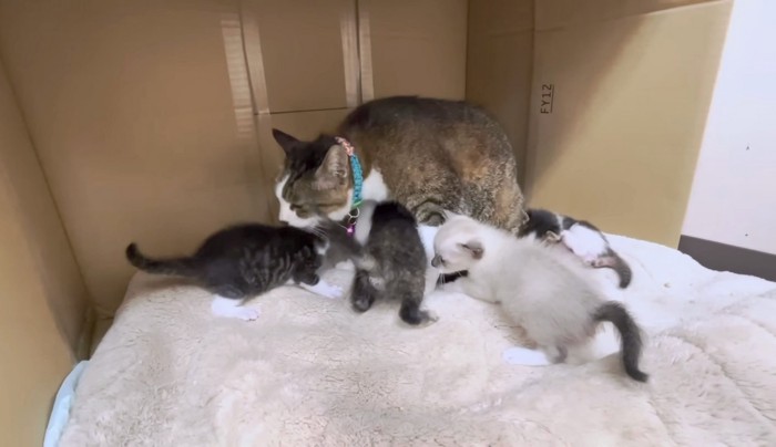 さくらちゃんは5匹の子猫のママに！