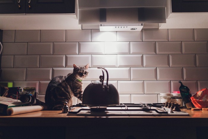深夜の台所にいる猫