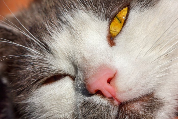 眠そうな猫の顔アップ