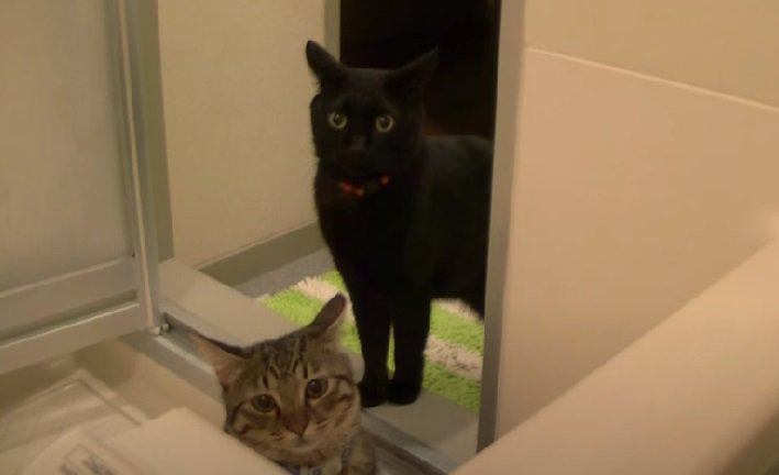 飼い主さんを見る2匹の猫