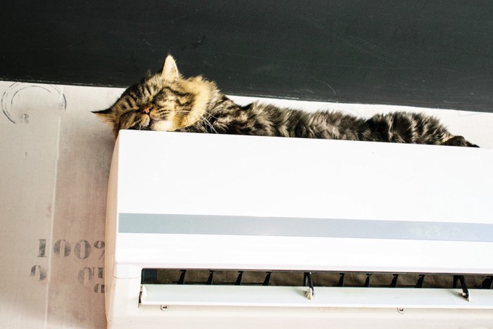 エアコンの上で寝るメインクーン