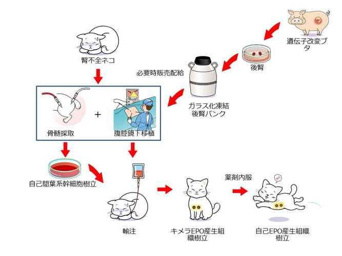 横尾先生ご提供資料　期待されるネコの再生医療