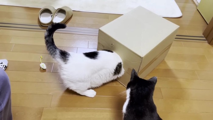 箱に頭を入れるブチ猫