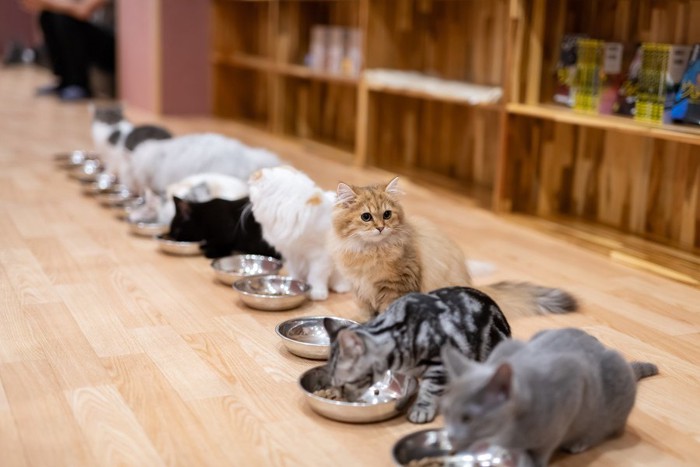 食事中の猫達