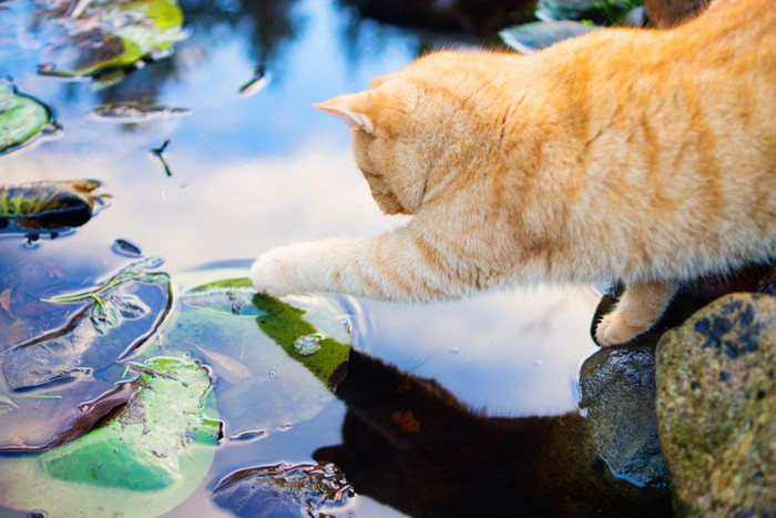 水を触る猫