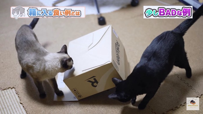 箱の両側に猫
