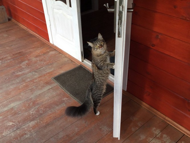 ドアを開けた猫