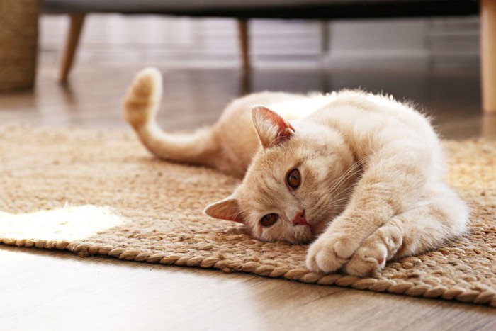 床でくつろぐ猫
