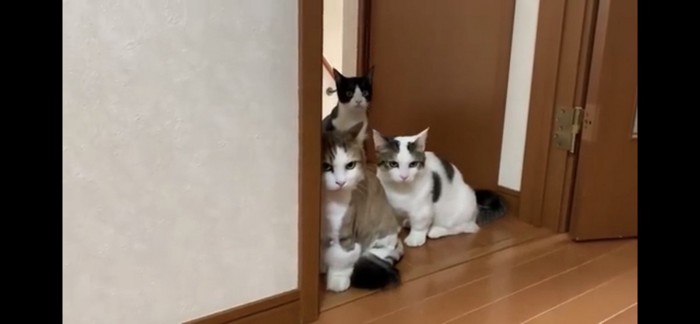 怖がる猫三匹
