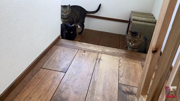 階段に集まる猫3匹