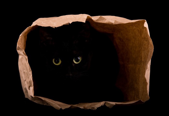 袋の中の黒猫