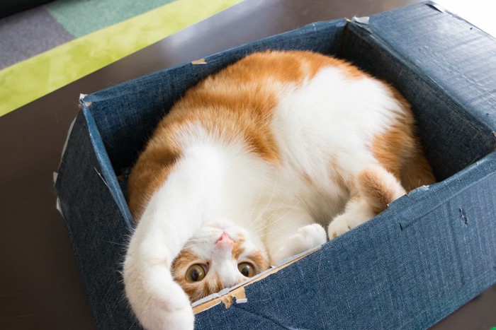 ダンボール箱に入る猫