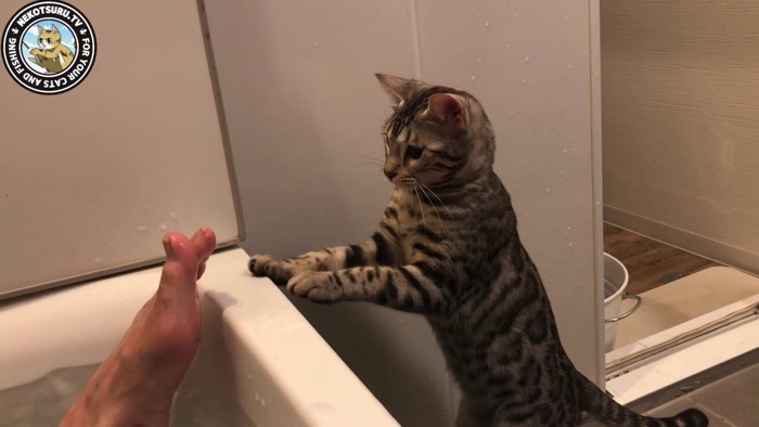 人間の足を見つめる猫