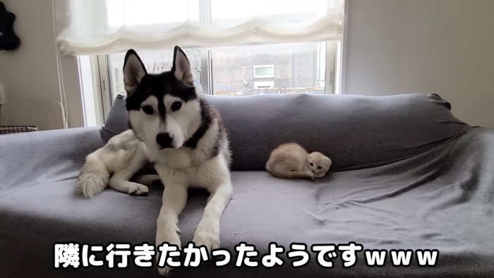 ソファーに座る犬と猫