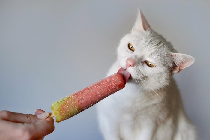 アイスキャンディーを舐める猫