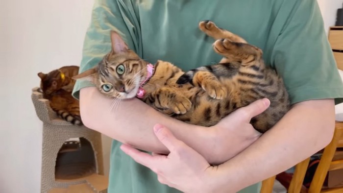 抱っこされるピンク色の首輪の猫