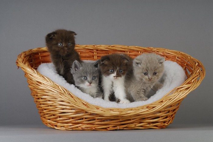 籠ベッドの中の4匹の子猫たち