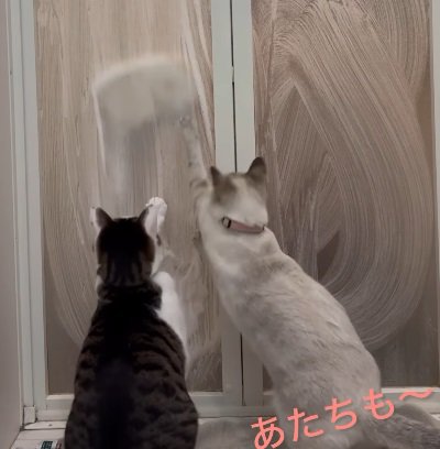 ドア越しにじゃれる2匹の猫