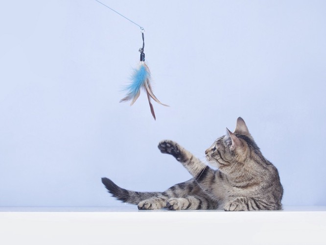 釣り型のおもちゃで遊ぶ猫