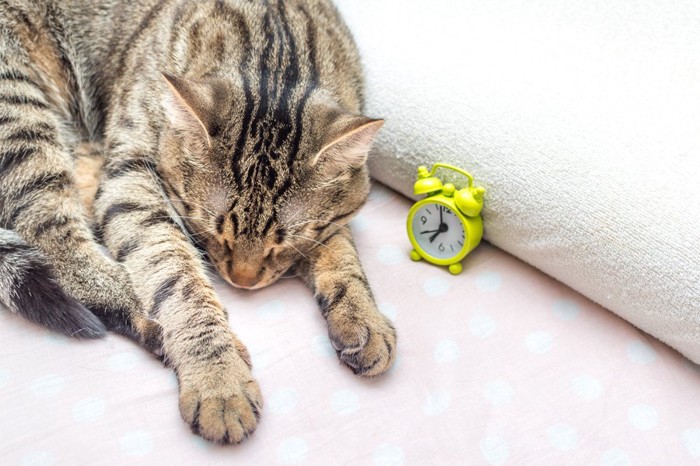 目覚まし時計の横の猫