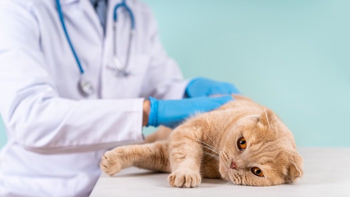 横になって獣医師の診察を受ける猫