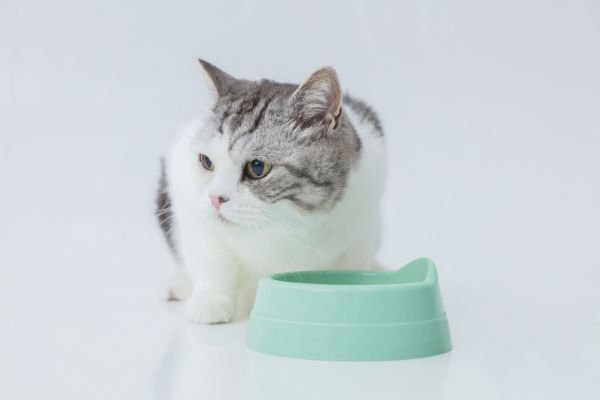 緑の食器と猫