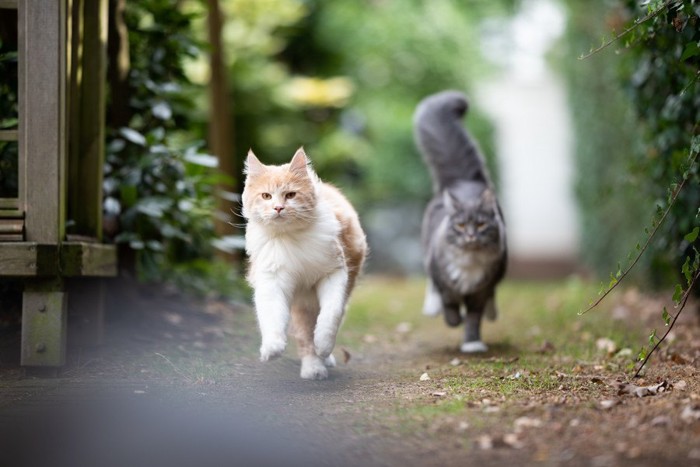 外を二匹で走る猫
