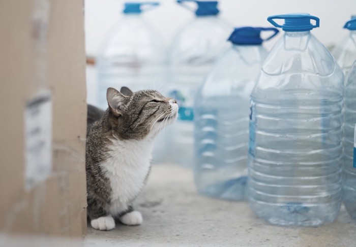 猫とペットボトル